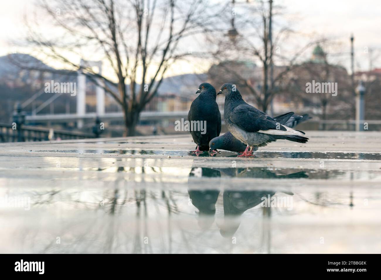 Bere piccioni in città Foto Stock