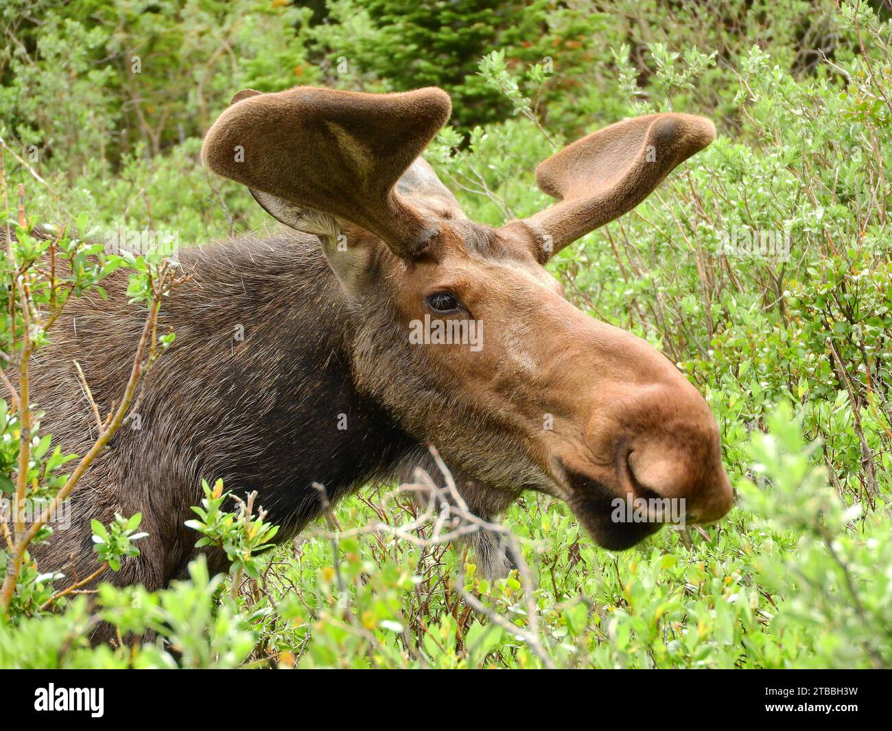 primo piano di un alce di toro che pascolava nei salici del lago brainard, nell'area selvaggia delle vette indiane, colorado Foto Stock