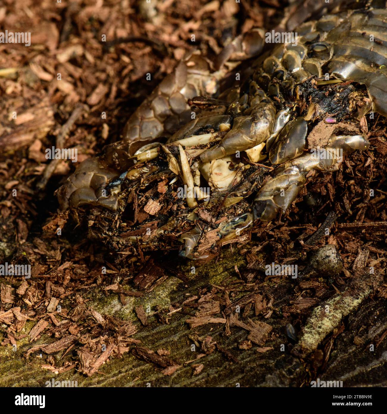 Veleno Fang di morto 1.2m velenoso Copperhead Snake Foto Stock
