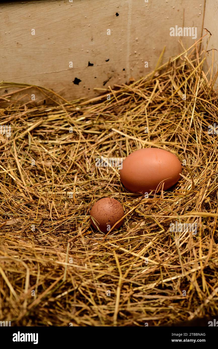 Il primo uovo di pollo o di Pullet è spesso piccolo Foto Stock