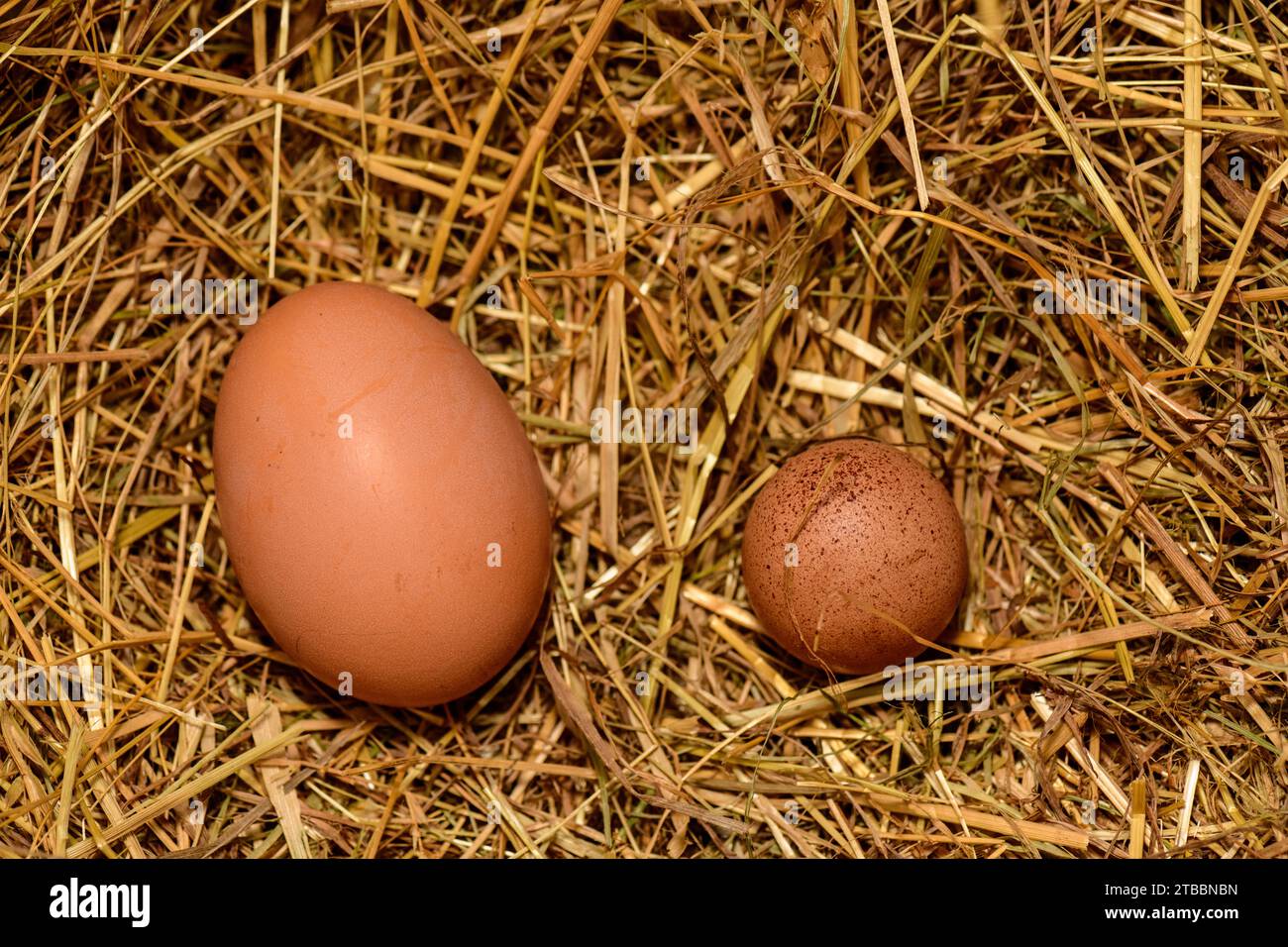Il primo uovo di pollo o di Pullet è spesso piccolo Foto Stock