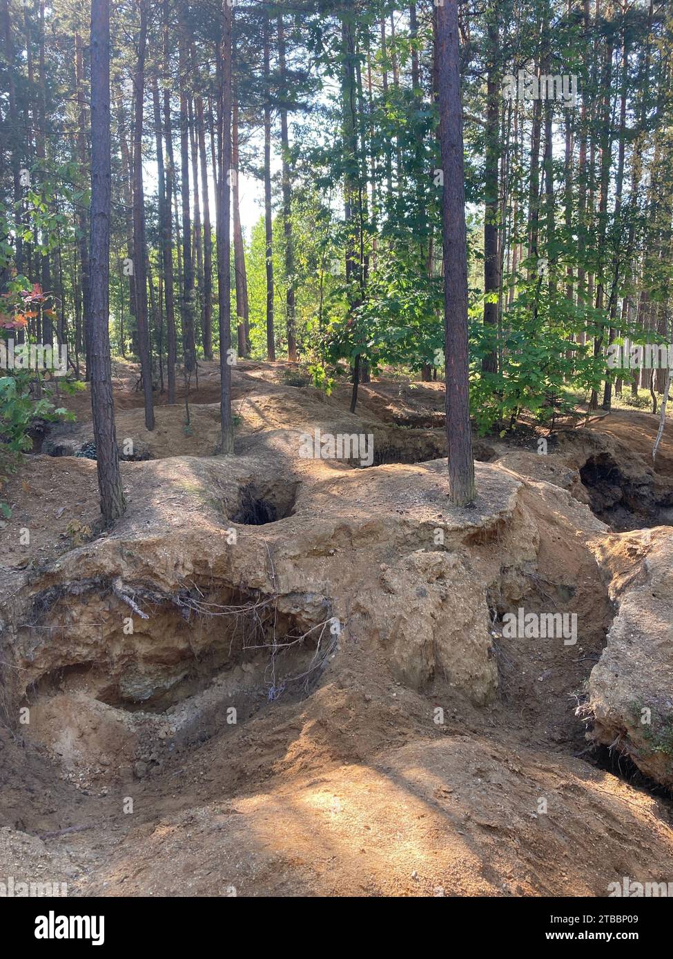 Foresta danneggiata da cacciatori di moldavite illegali nella Boemia meridionale. Buchi nel terreno lasciati dai minatori nel bosco di Nesměň. Foto Stock