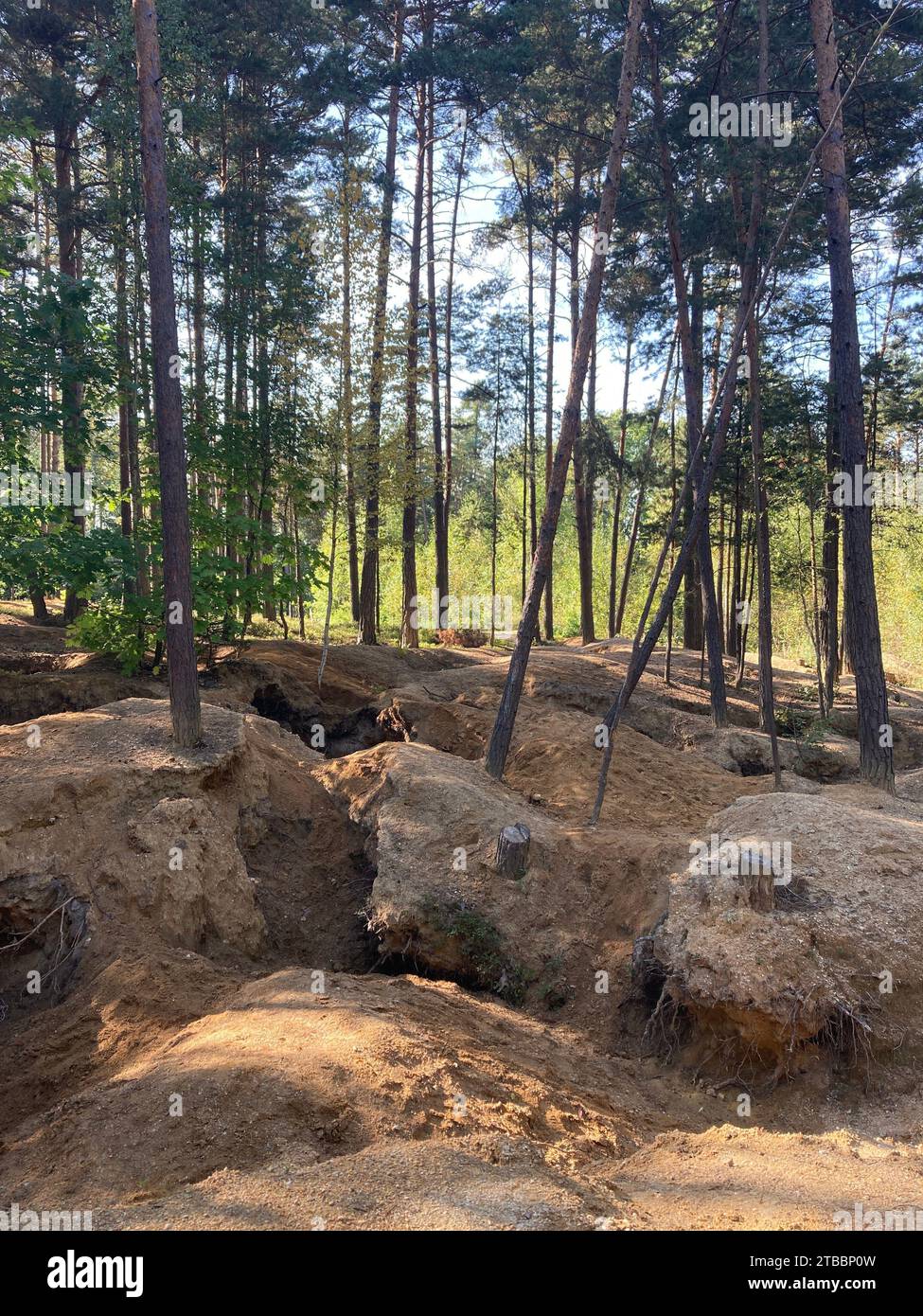 Foresta danneggiata da cacciatori di moldavite illegali nella Boemia meridionale. Buchi nel terreno lasciati dai minatori nel bosco di Nesměň. Foto Stock