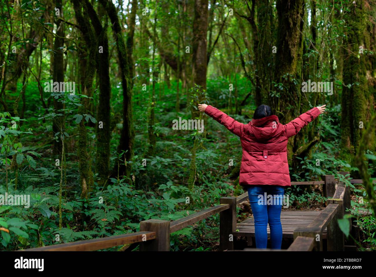 Fotografa donna che scatta foto della natura all'interno della foresta pluviale. Viaggi, Thailandia Foto Stock