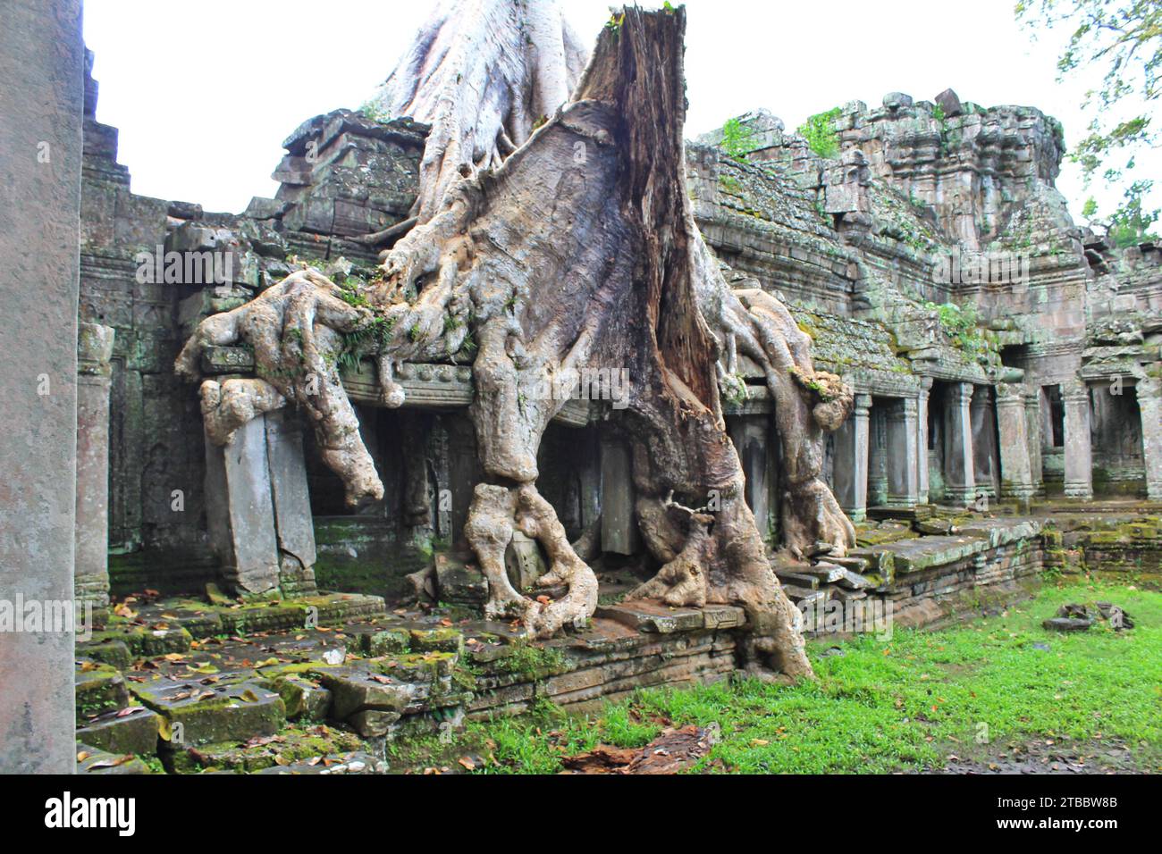 I resti di un antico tempio in pietra crollano sotto il peso di un enorme tronco di alberi tropicali ricoperto di vegetazione nel Parco Archeologico di Angkor in Cambogia Foto Stock