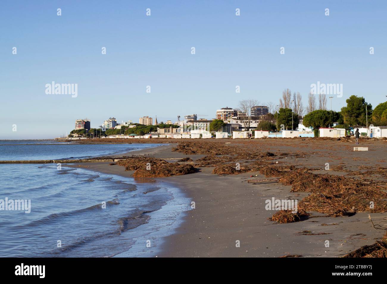 Spiaggia dopo tempesta, alghe, piante e lavaggi di legno a grado, Italia Foto Stock