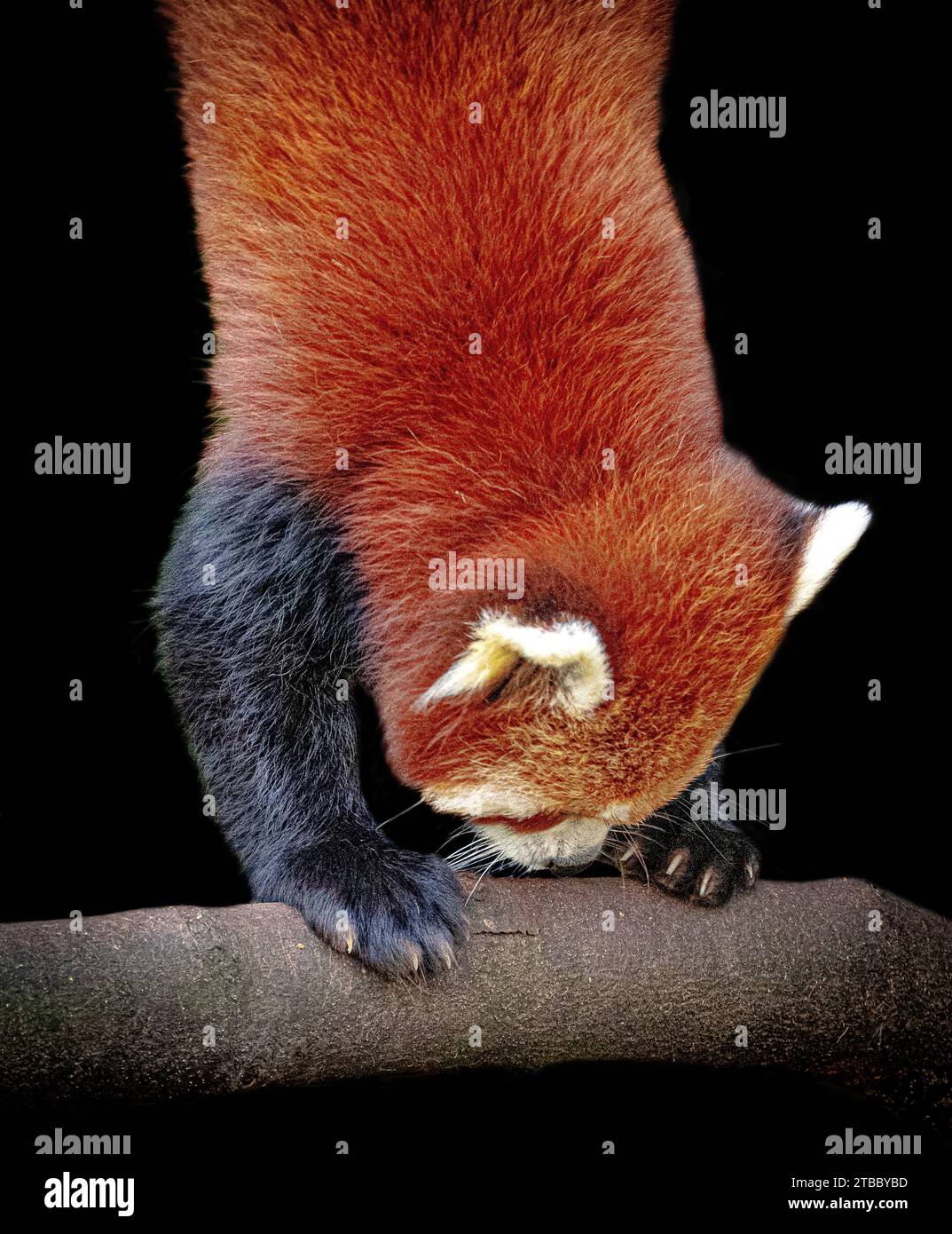 Questo panda salva la sua caduta, ma sembra che stia facendo una paletta BLACKPOOL ZOO, INGHILTERRA ADORABILI IMMAGINI di un panda rosso scattato il 25 novembre 2023 preca Foto Stock Questo panda salva la sua caduta, ma sembra che stia facendo una paletta BLACKPOOL ZOO, INGHILTERRA ADORABILI IMMAGINI di un panda rosso scattato il 25 novembre 2023 preca Foto Stock