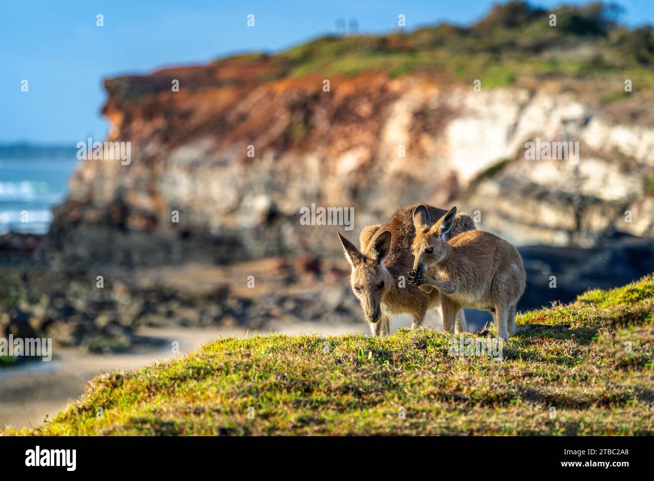 Canguro grigio orientale femminile (Macropus giganteus) con joey fuori dal sacchetto, Yuraygir National Park, NSW, Australia Foto Stock