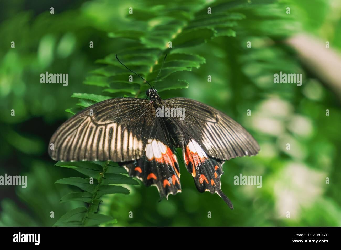Bella femmina Papilio polytes (mormone comune) che riposa sulle foglie. Giardino tropicale delle farfalle Konya. Turchia Foto Stock