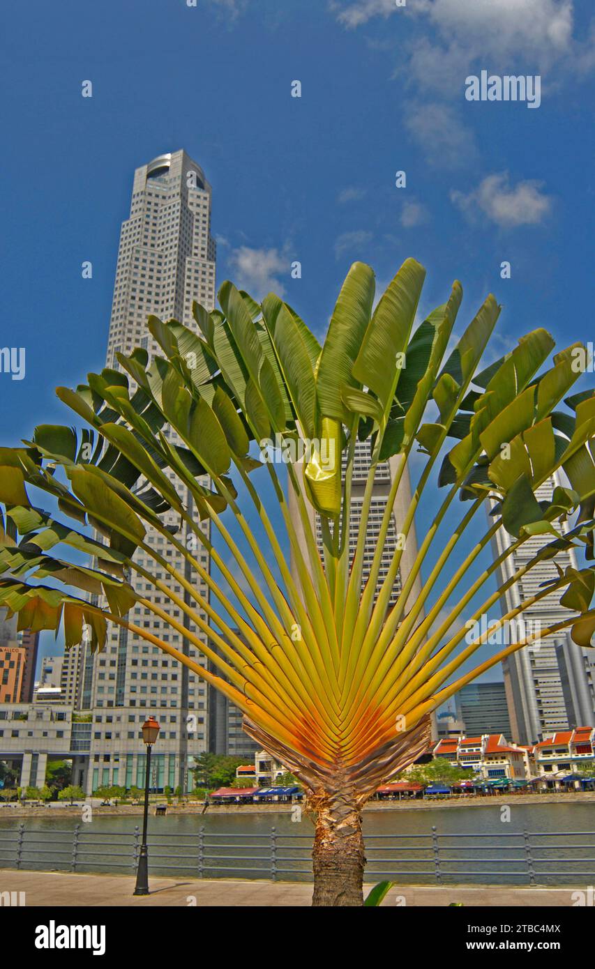 Traveller's Tree, quartiere degli affari, Singapore Foto Stock