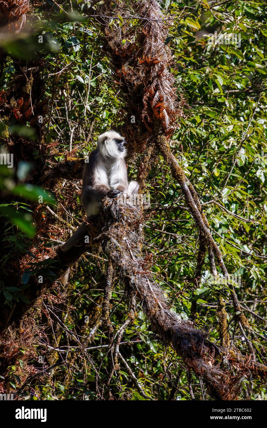 Scimmia del langur grigio (Semnopithecus entellus), sottospecie Hanuman o Nepal langur grigio (Semnopithecus schistaceus), distretto di Wangdue Phodrang, Bhutan Foto Stock