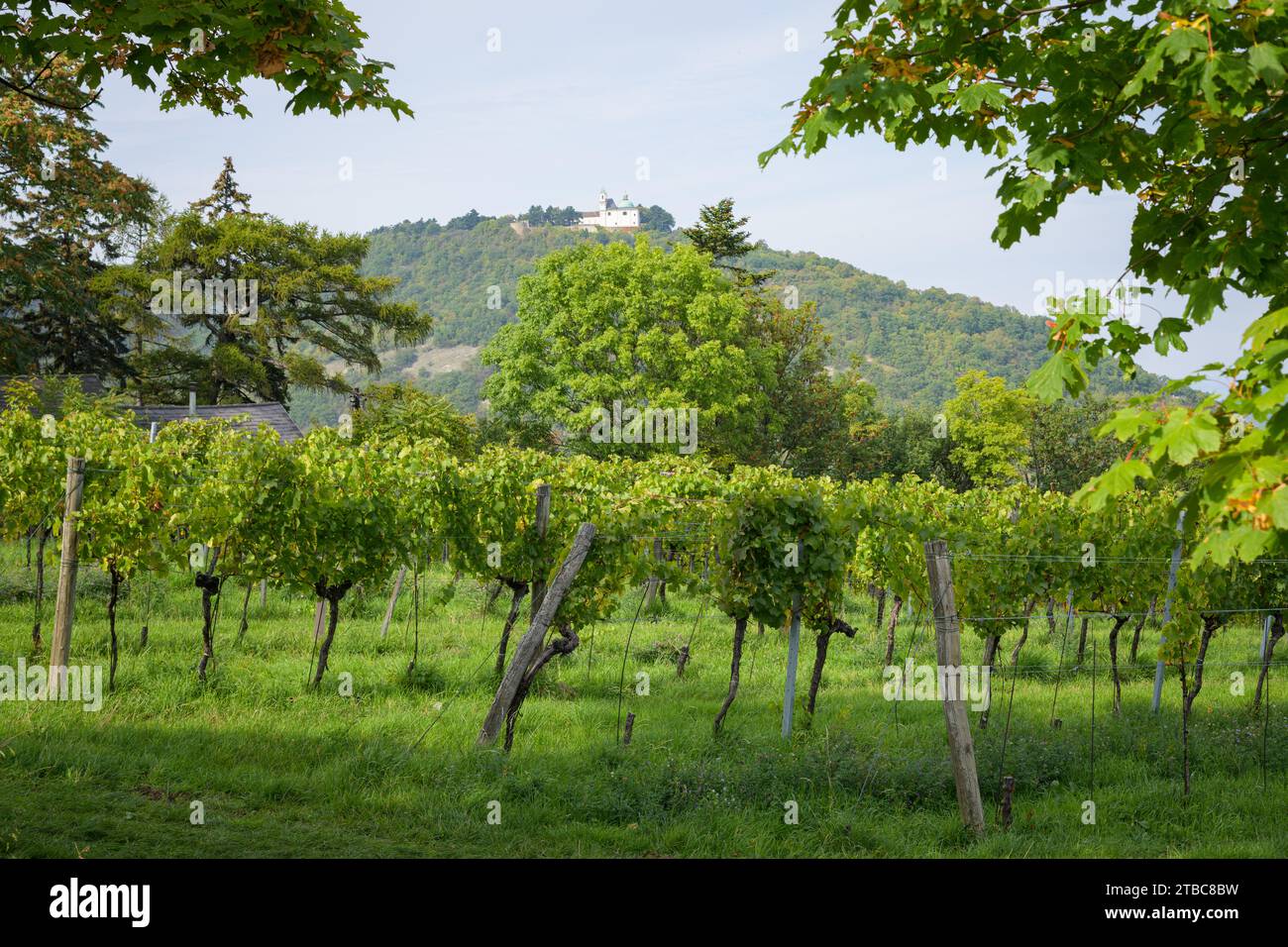 Vigneto a Vienna (Austria) in una giornata di sole in autunno, Leopoldsberg sullo sfondo Foto Stock