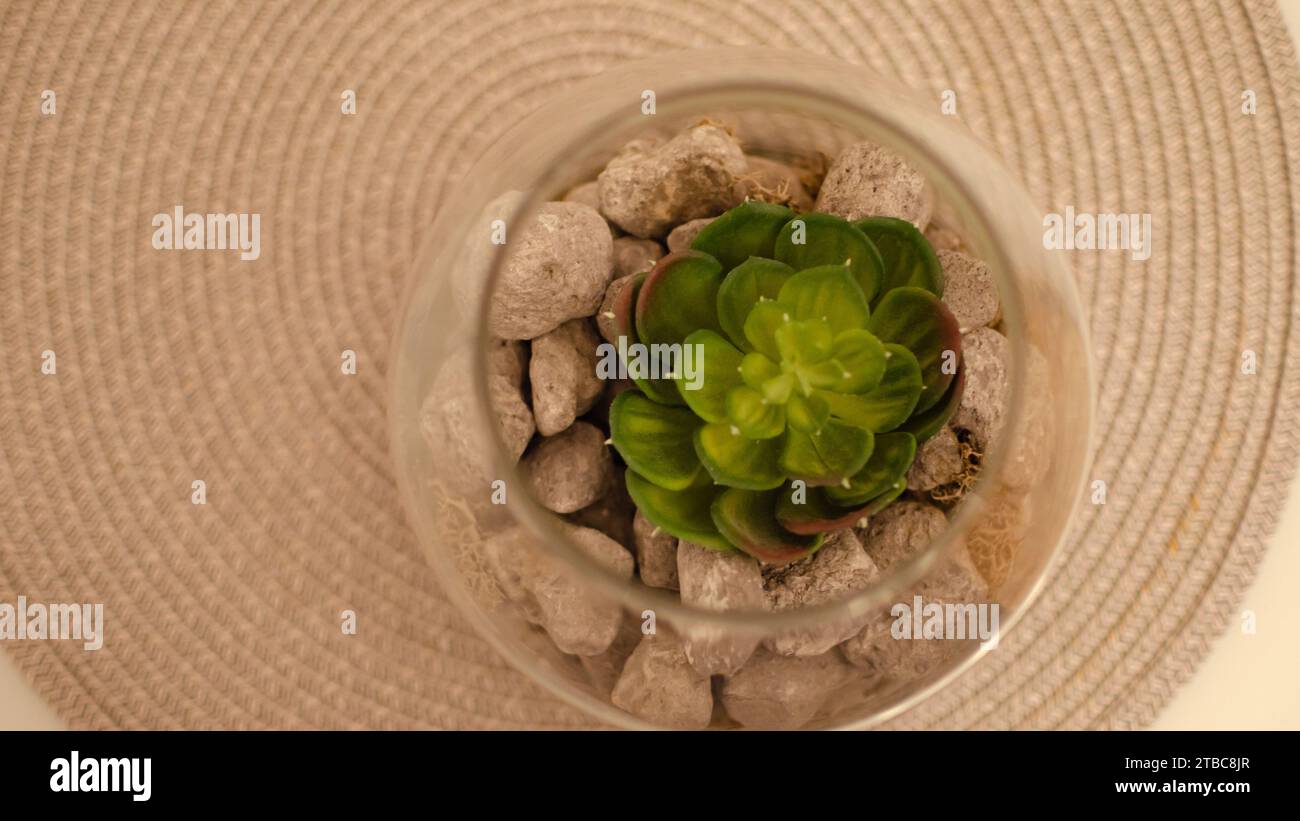 Piccolo vaso trasparente in vetro con rocce grigie e piante grasse verdi in piedi su placemat tondo in vimini beige Foto Stock