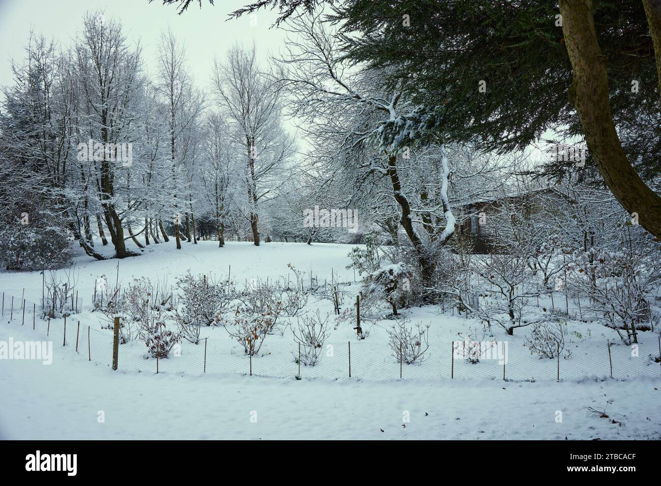 All'inizio di dicembre e un'improvvisa nevicata copre Acers e le Azalee decidue sul North Yorkshire Dales, che si trova a 900 metri Foto Stock