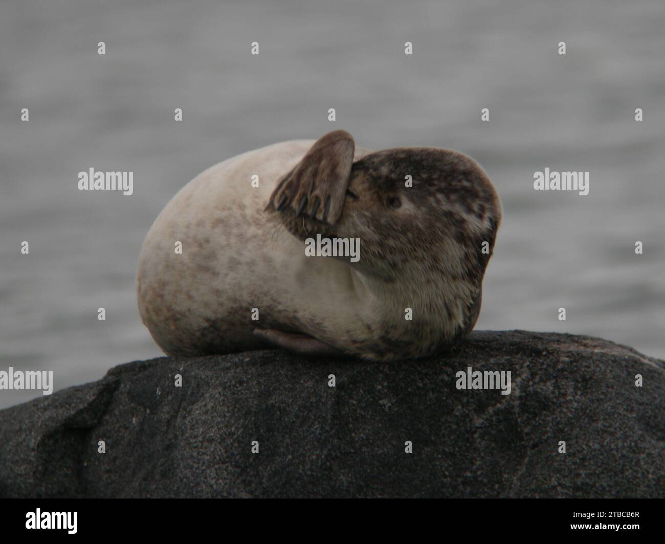 Foca del porto Phoca vitulina che posa su una roccia Foto Stock