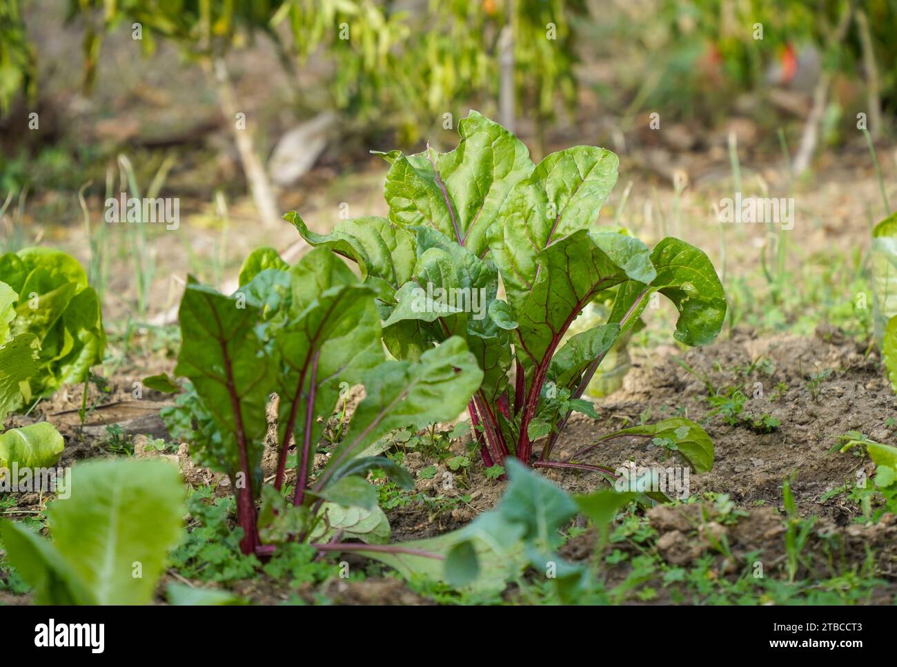 Le bietole crescente in un orto, Spagna. Foto Stock