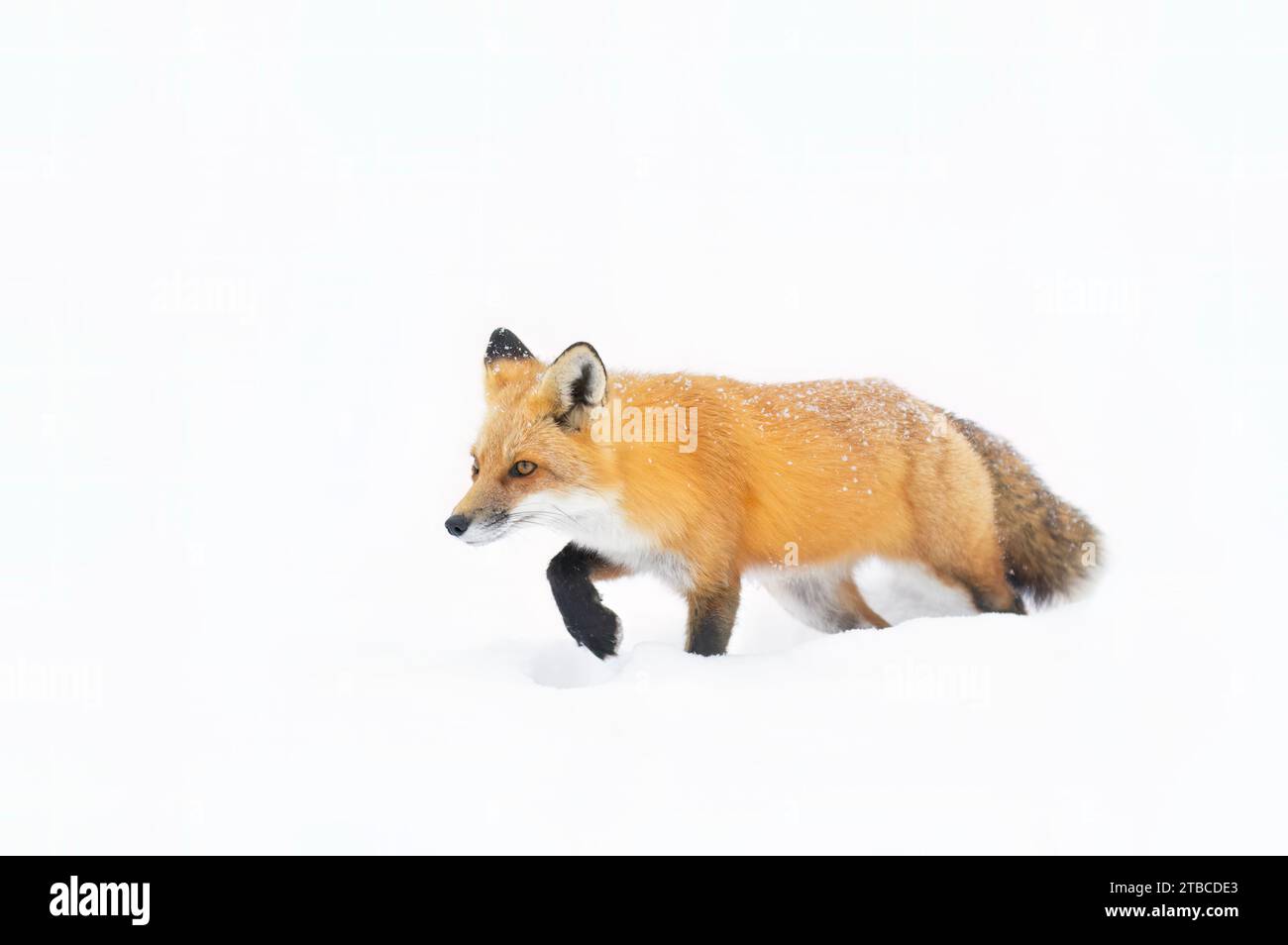Volpe rossa con coda cespugliosa e pelliccia d'arancio a caccia della neve appena caduta in Canada Foto Stock