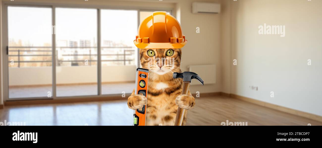 Il gatto sta facendo riparazioni nell'appartamento. Ristrutturazione degli interni. Funny Cat è un costruttore con un martello e un livello di costruzione. Ristrutturazione concettuale del fai da te Foto Stock