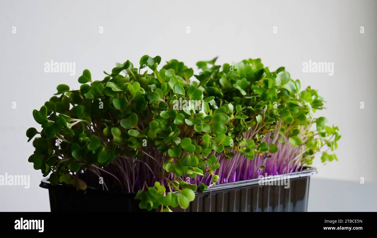 Kohlrabi Microgreen in Un vassoio di plastica nero isolato su foto di scorta bianca Foto Stock