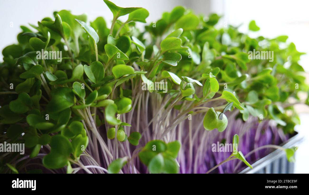 Vista ravvicinata degli steli viola di forte kohlrabi Micro Green Foto Stock