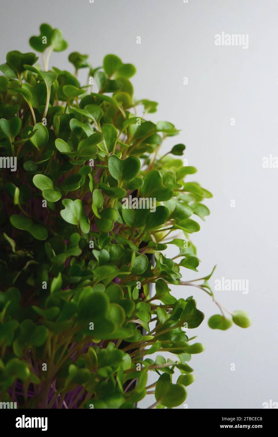 Kohlrabi Microgreens su Una foto stock con vista dall'alto con superficie bianca Foto Stock