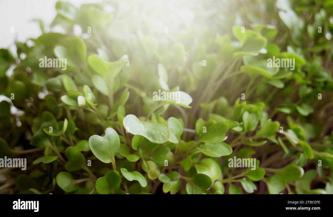 Microgreen lascia sotto i raggi del sole nascente macro shot foto stock Foto Stock