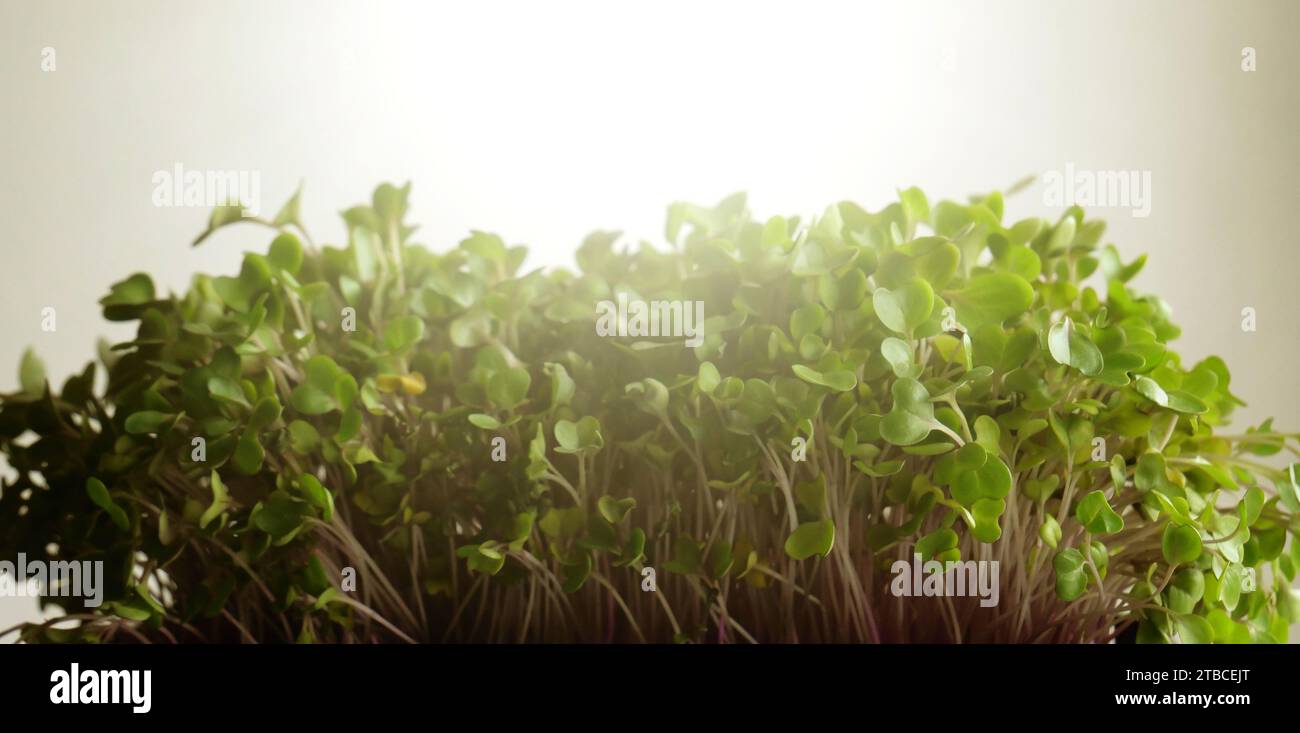 Mazzo di microgreens davanti alla luce del sole foto di scorta isolate Foto Stock