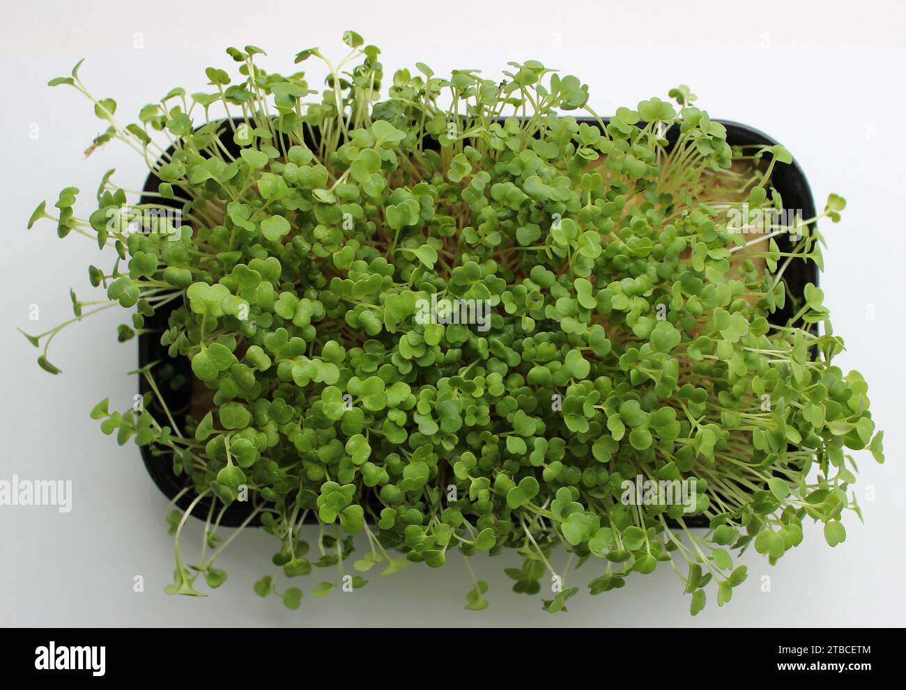 Rucola Microgreen che cresce in Un piatto piatto con substrato umido Vista dall'alto foto stock Foto Stock