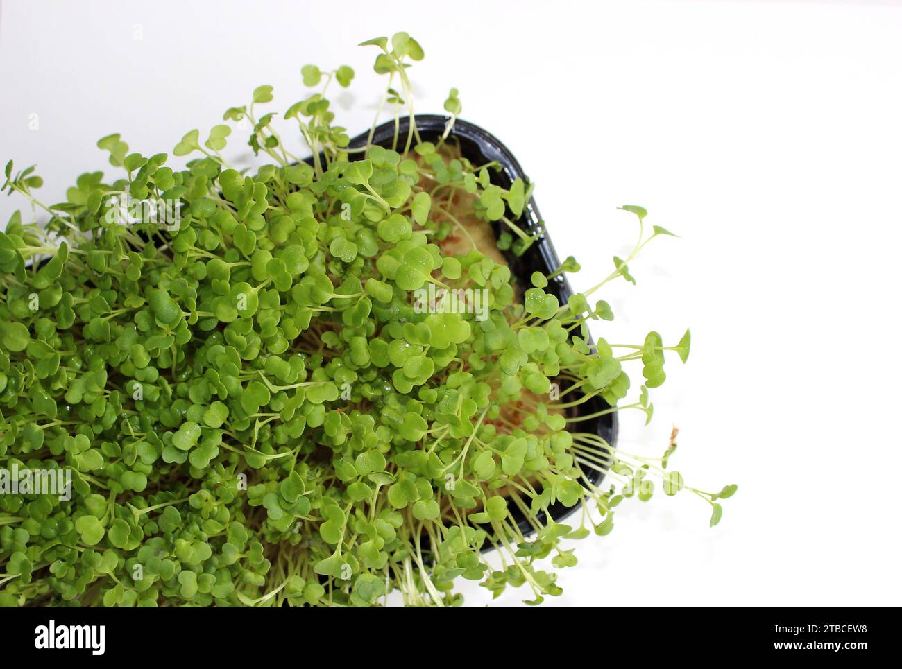 Vassoio in plastica con substrato idroponico per la crescita di microgreens isolati su bianco Foto Stock