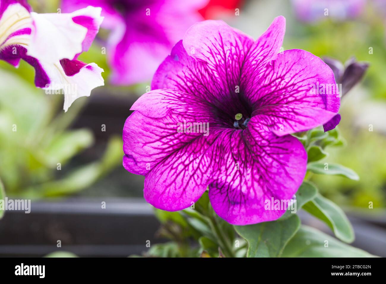Fiore di petunia viola che cresce in un vaso, foto ravvicinata all'aperto con messa a fuoco selettiva Foto Stock
