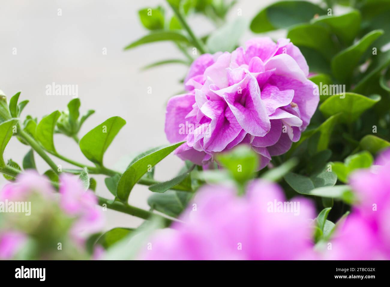 Fiore di spugna di petunia rosa, foto ravvicinata con messa a fuoco selettiva Foto Stock