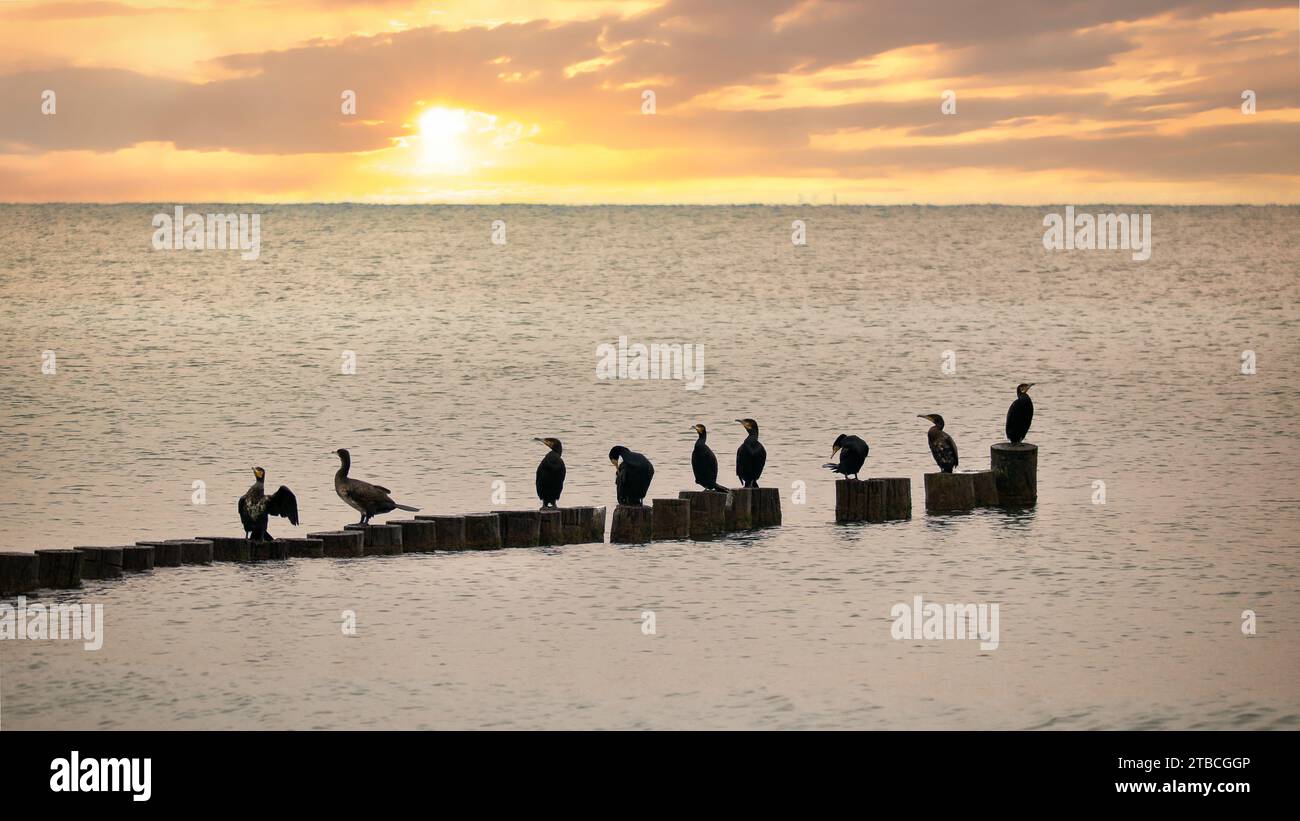 Cormorano su una groyne sul Mar Baltico. Gli uccelli seccano le loro piume al sole. Onde nel mare sotto un cielo blu. Foto di un animale dalla costa Foto Stock
