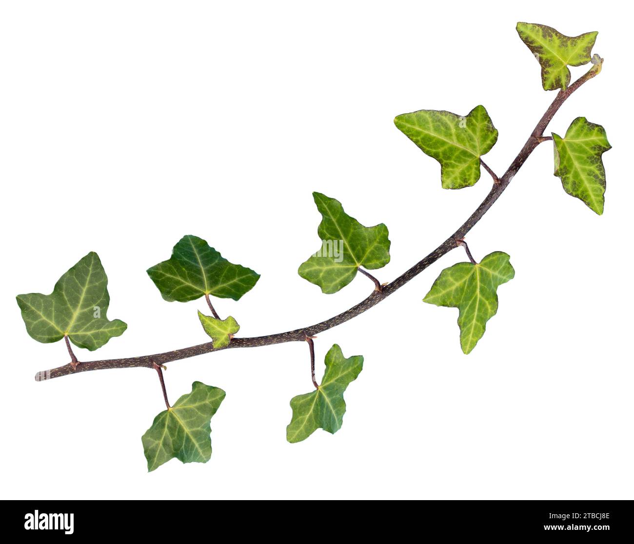 Foglie di edera verde isolate su sfondo bianco. Hedera Helix Foto Stock