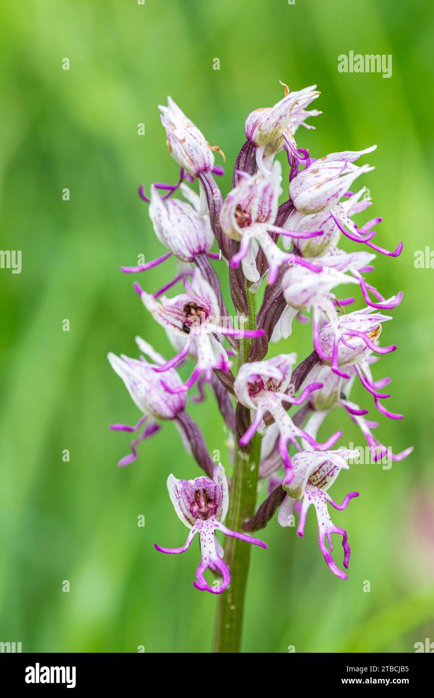 Orchidea delle scimmie - Orchis simia-, Torrent de la Masica, Vallfogona de Ripolles, Barcellona, Spagna Foto Stock