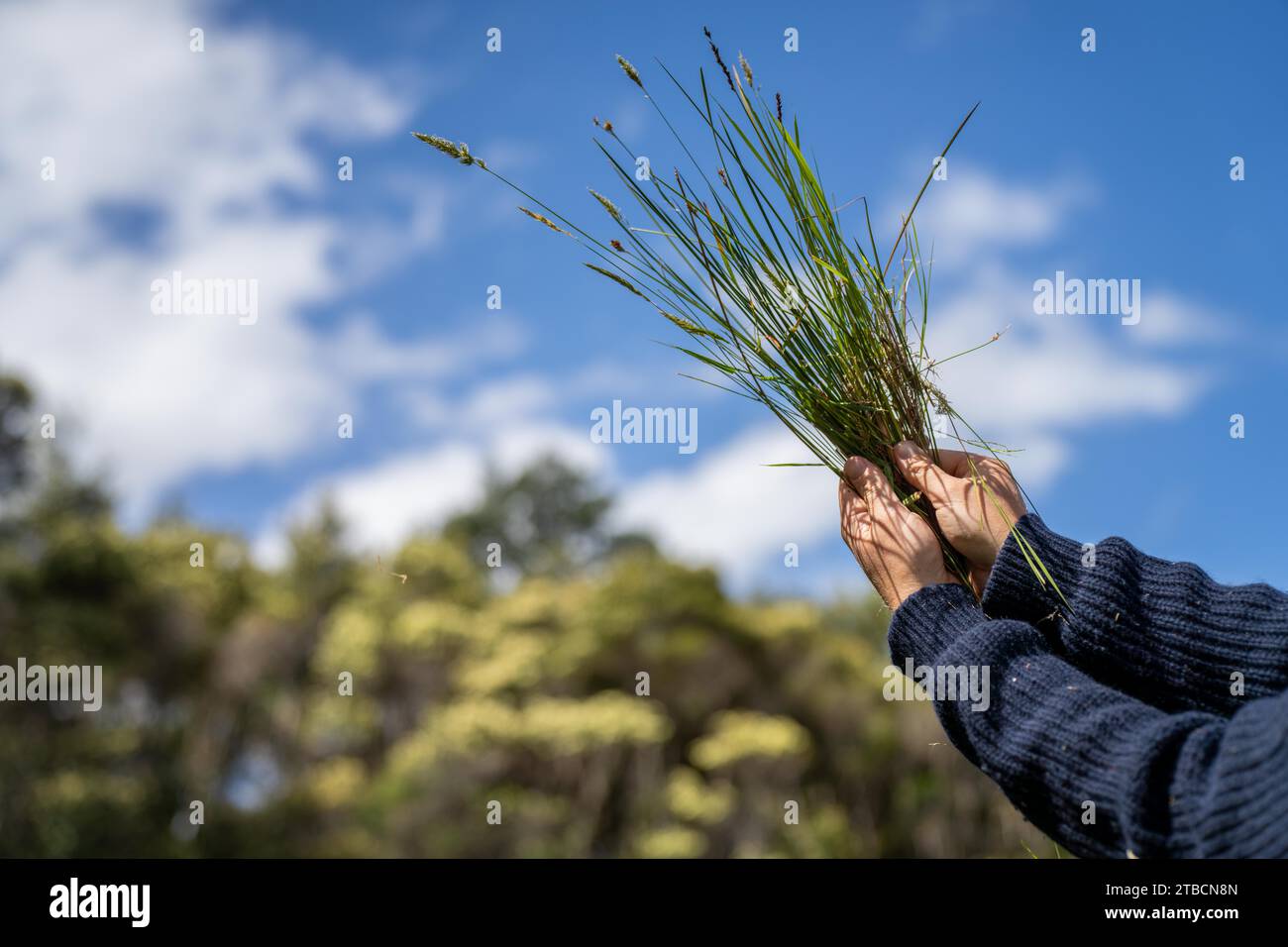 scienziato del suolo agronomo agricoltore che guarda campioni di suolo e erba in un campo in primavera. guardando la crescita delle piante e la salute del suolo in primavera Foto Stock