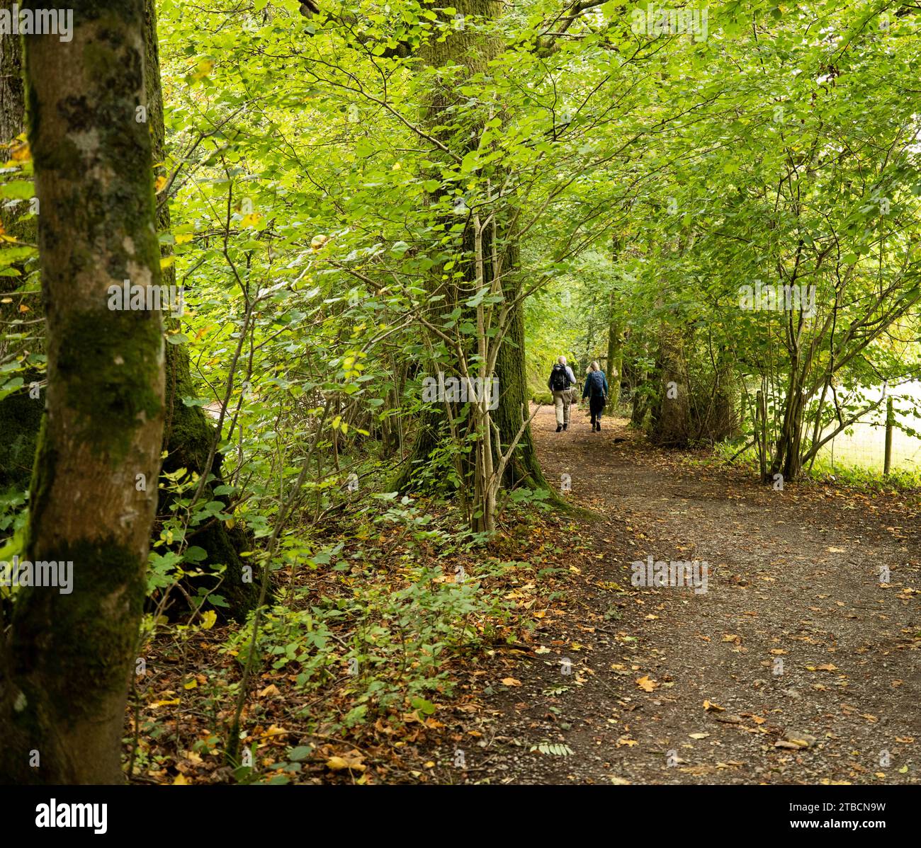 Cammina lungo un sentiero attraverso i boschi vicino a Glenridding, Ullswater, Lake District, Cumbria Foto Stock