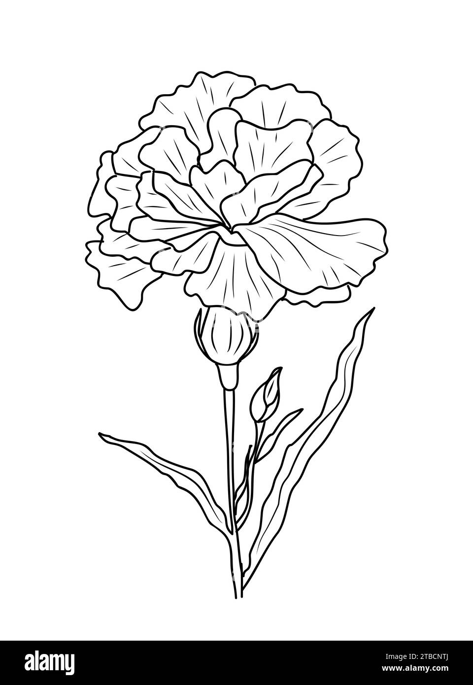 Garofano, gennaio mese di nascita fiore arte vettoriale. Illustrazione Vettoriale
