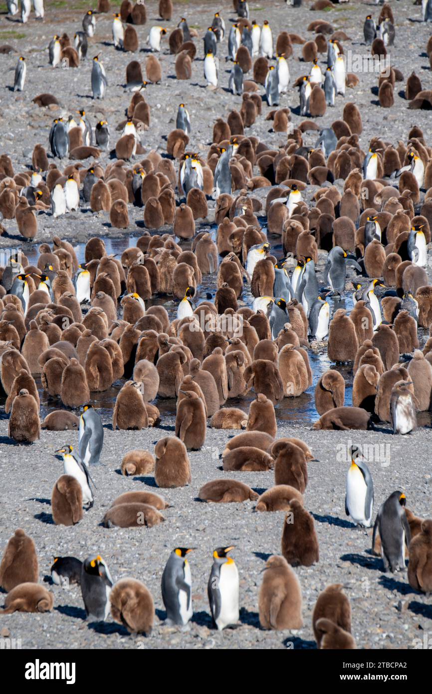 Georgia del Sud, fortuna Bay. Colonia di pinguini reali (Aptenodytes patagonicus), adulti con pulcini. Foto Stock