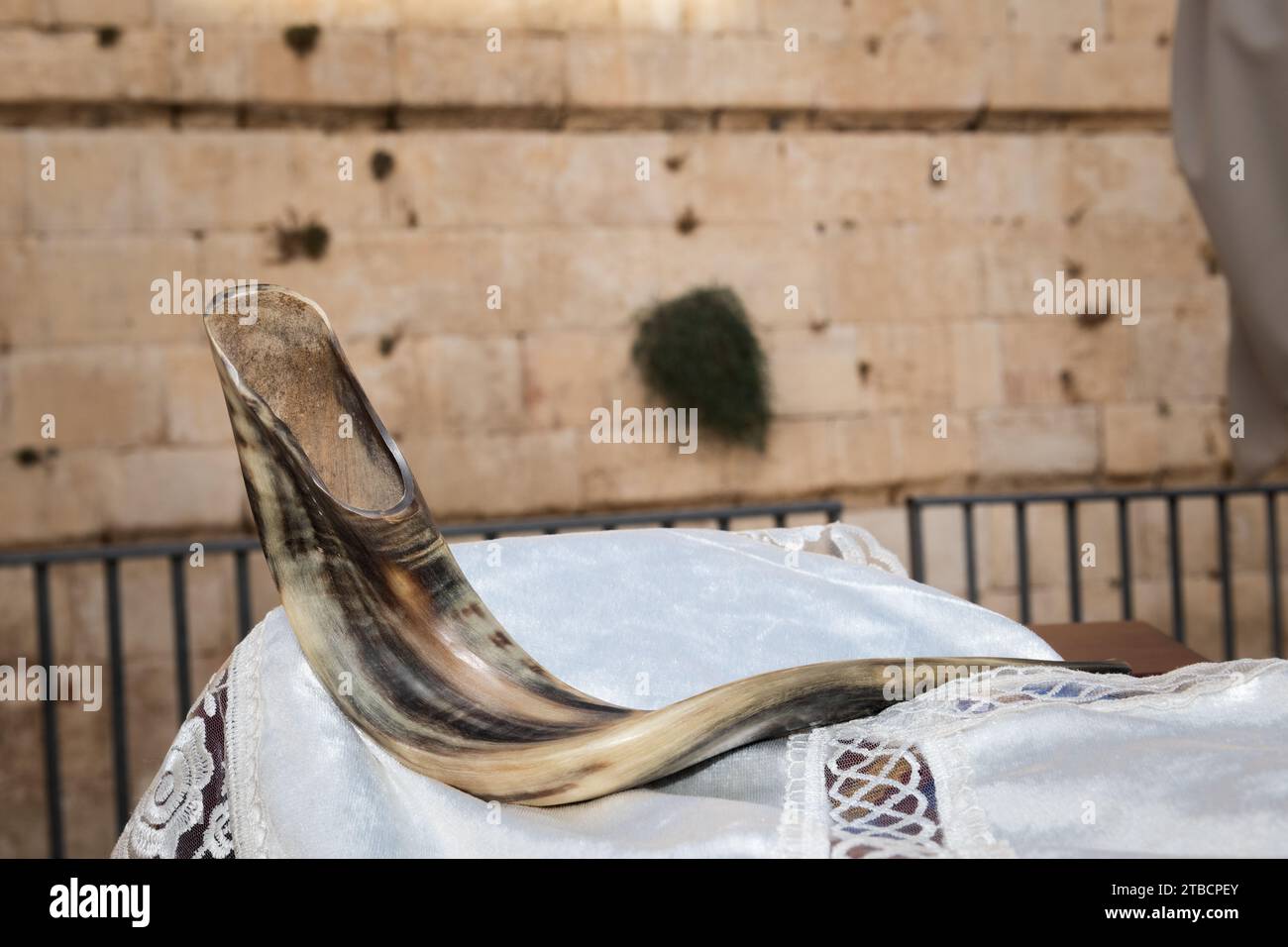 Un corno di ariete lucido usato come shofar e soffiato durante la festa ebraica di Rosh Hashanah e durante il mese ebraico di Elul. Foto Stock