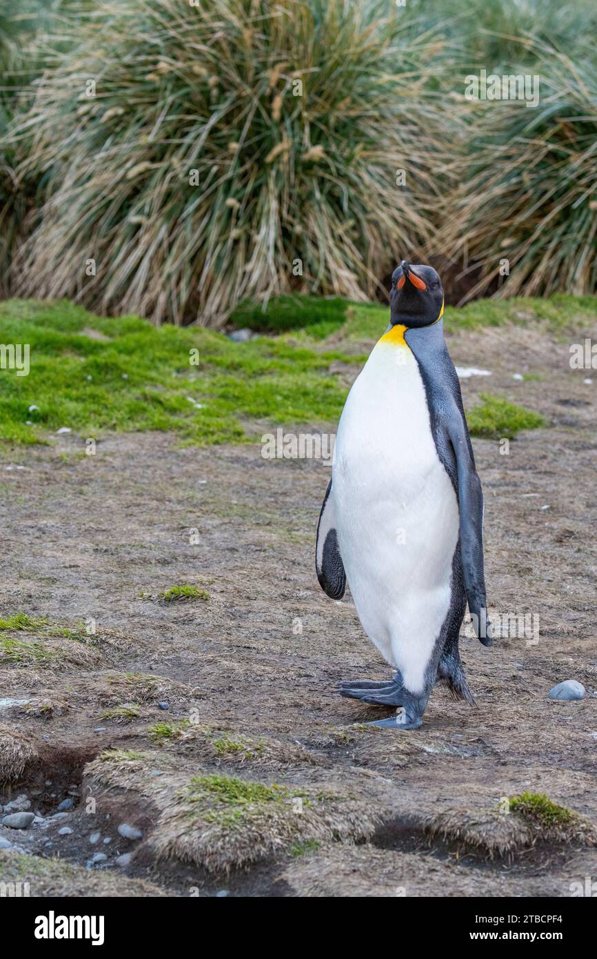 Georgia del Sud, fortuna Bay. Pinguino reale (Aptenodytes patagonicus). Foto Stock