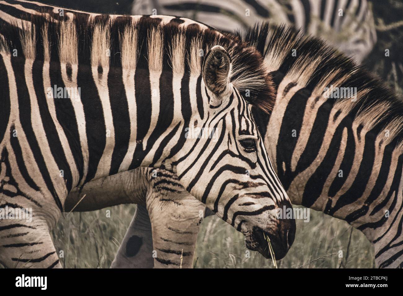 Pascolando Zebra nella savana africana Foto Stock