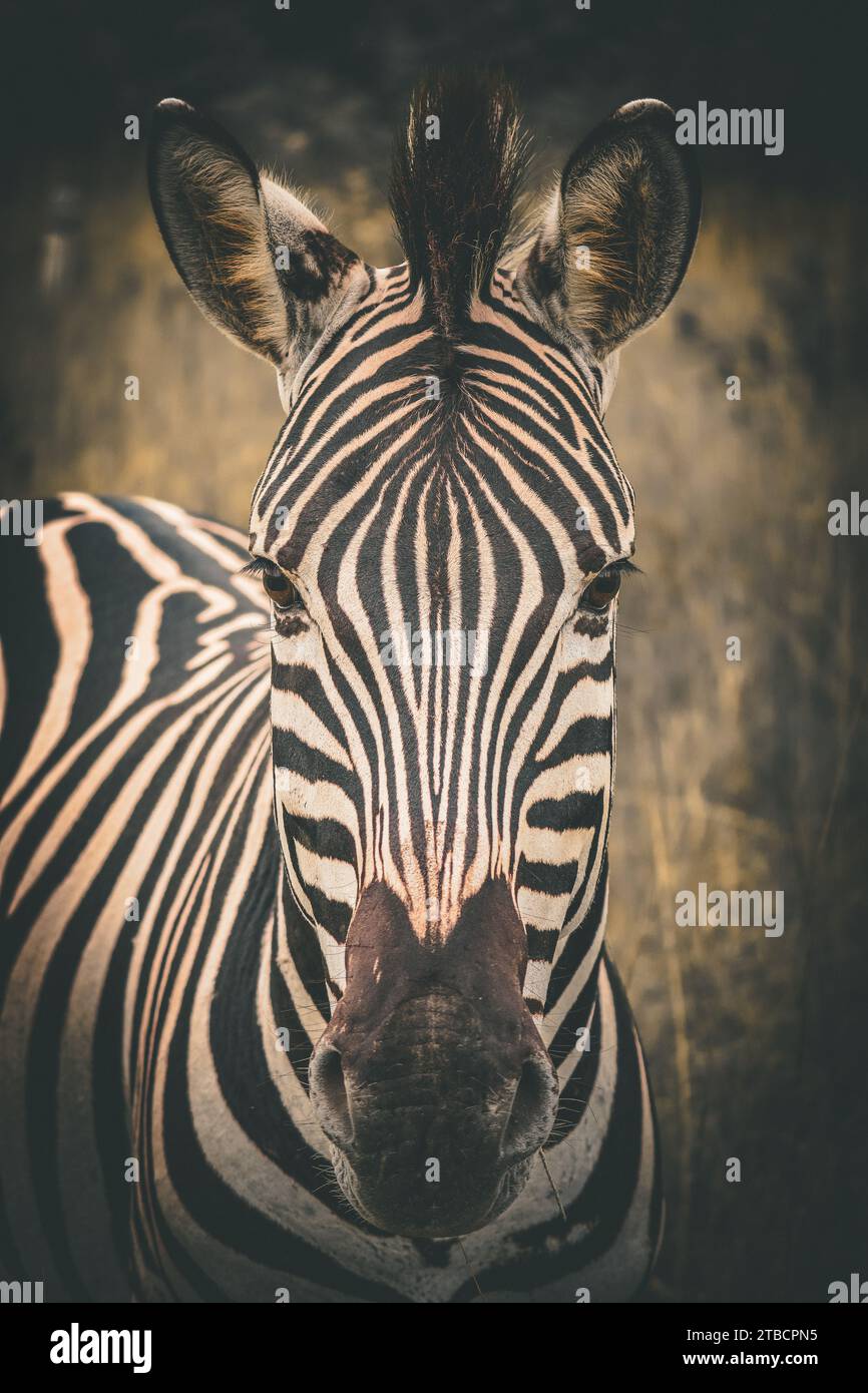 Ritratto ravvicinato di una zebra selvaggia di Burchell con strisce distintive nel suo habitat, il Sudafrica Foto Stock