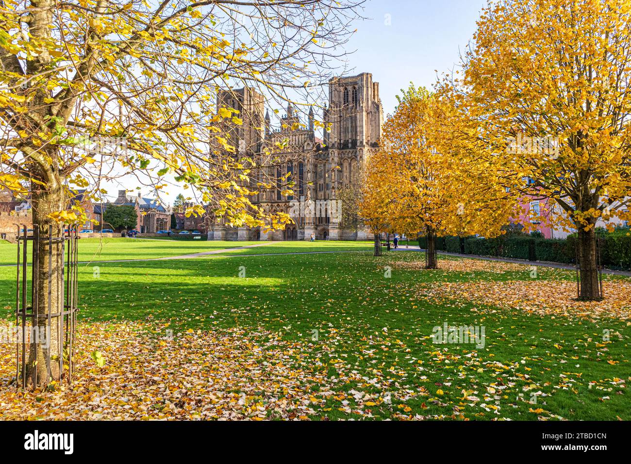 Colori autunnali sul verde della cattedrale di fronte al lato ovest della cattedrale di Wells, Wells, Somerset, Inghilterra, Regno Unito Foto Stock