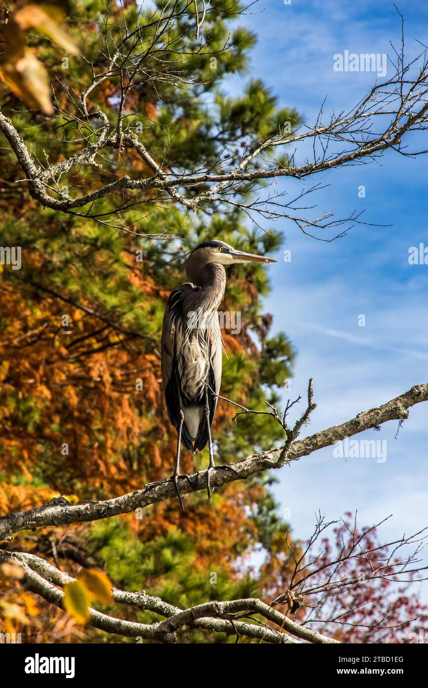 Un airone blu controlla il suo dominio Foto Stock