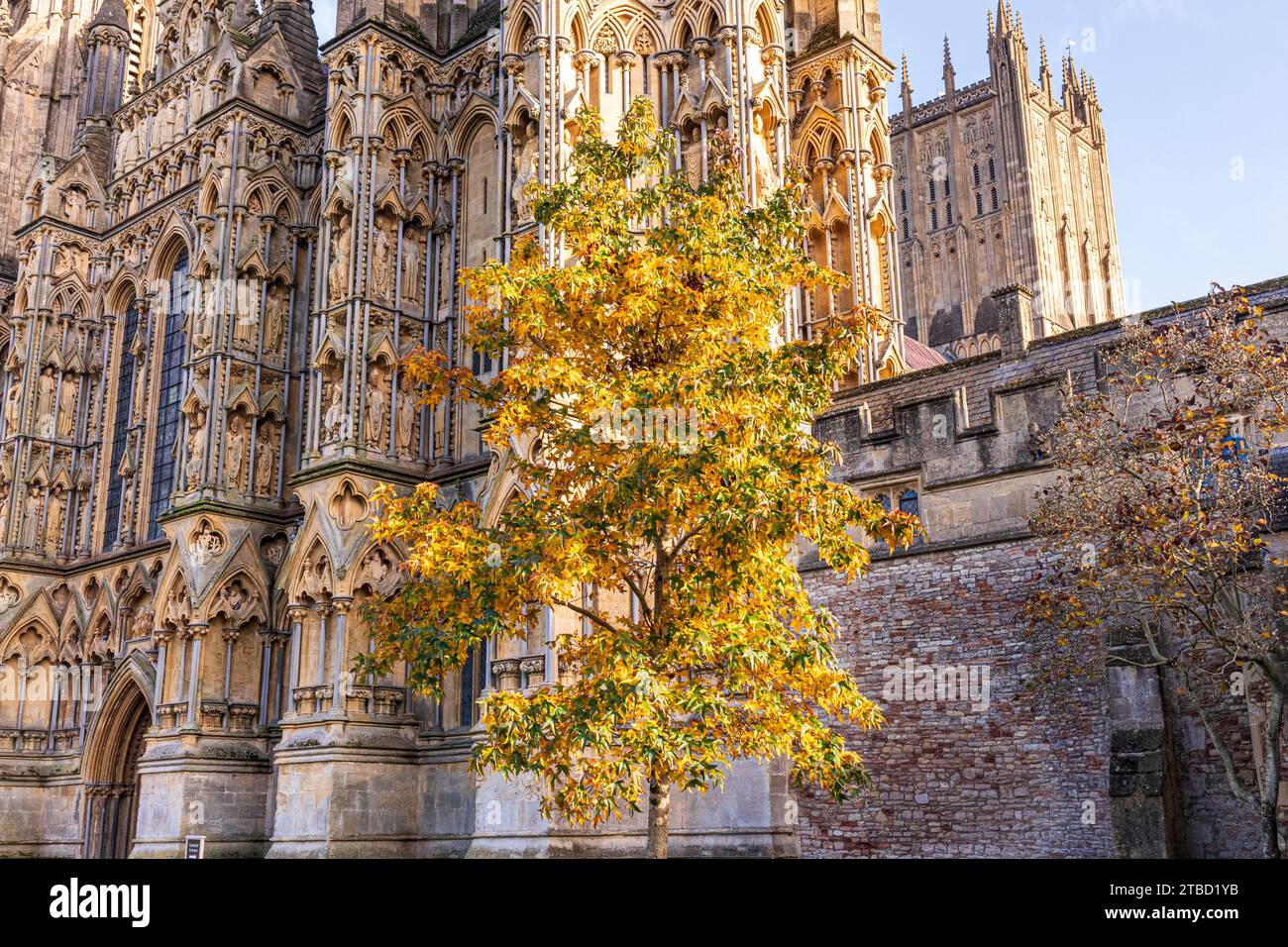 Colori autunnali alla Cattedrale di Wells, Wells, Somerset, Inghilterra, Regno Unito Foto Stock