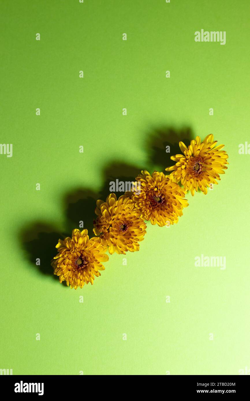 Quattro fiori gialli di fila su sfondo verde chiaro, con ombre. Foto Stock