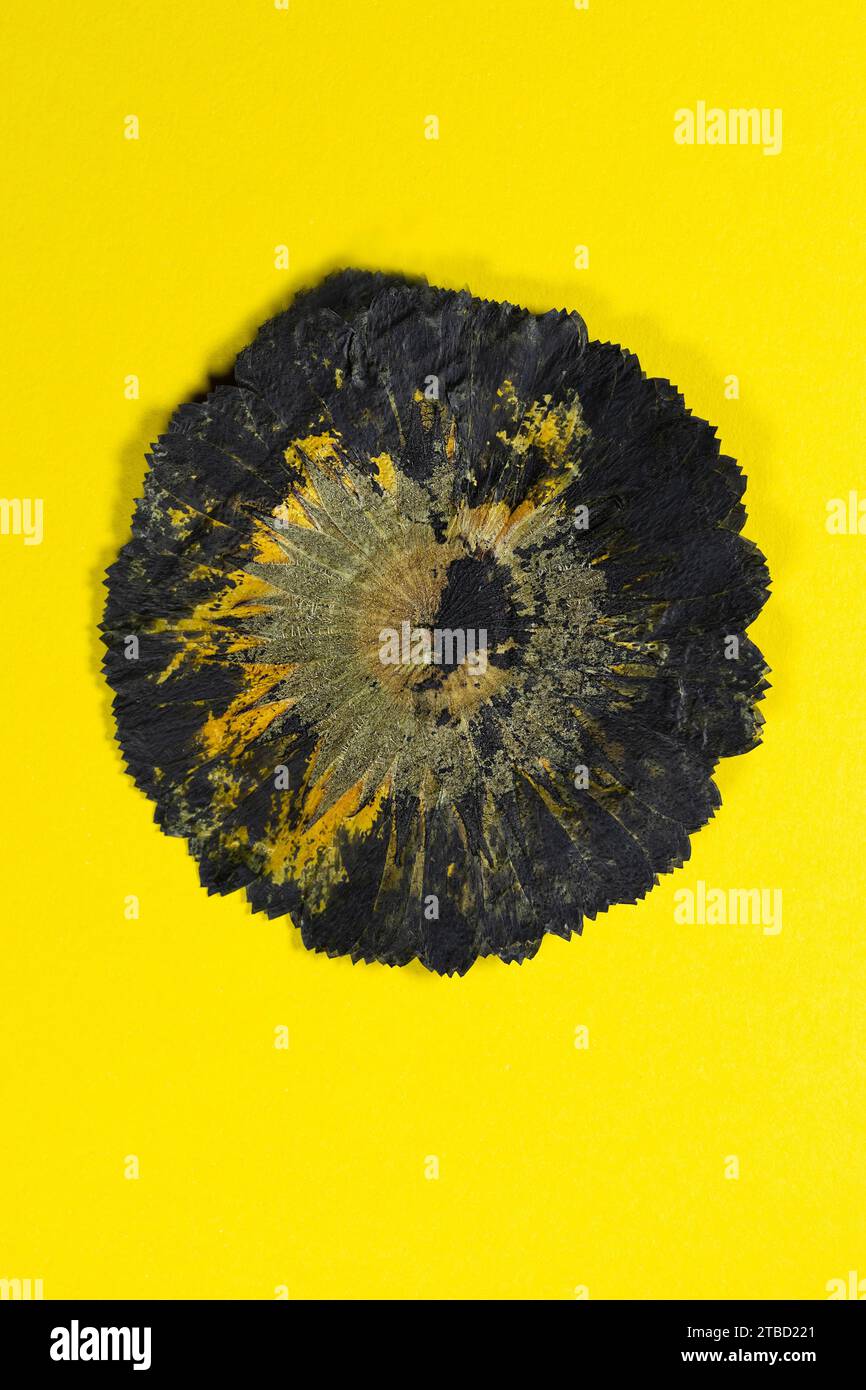 Un fiore stampato in giallo e nero dall'aspetto astratto su sfondo giallo. Foto Stock
