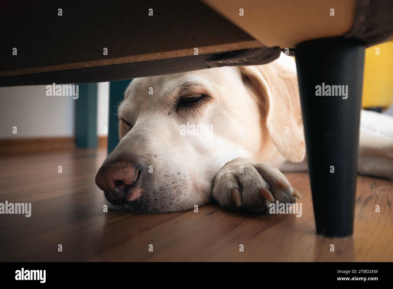 Testa di cane mentre riposa a casa. Il vecchio labrador si nasconde sotto la sedia. Foto Stock