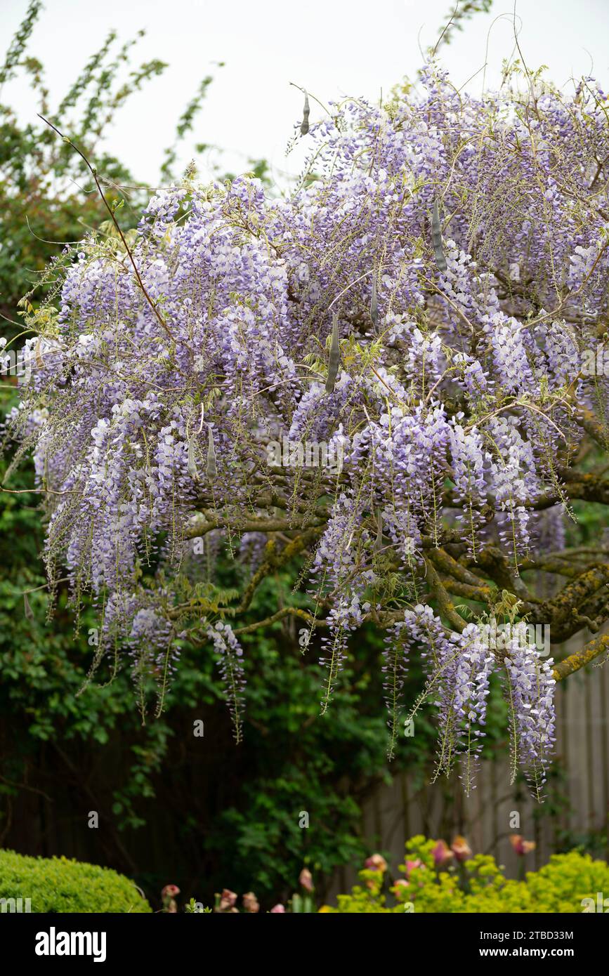 Wisteria villosa. Si chiama Wisteria chinensis Foto Stock