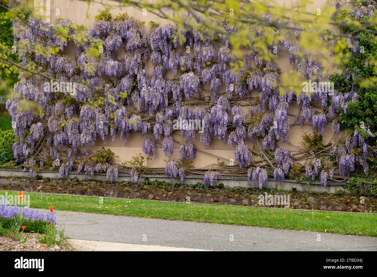 Wisteria villosa. Si chiama Wisteria chinensis Foto Stock